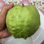 Psidium guajava 'Paen See Thong' (green leaf).