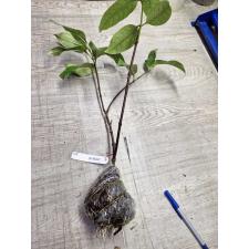 Strophanthus gratus 271 