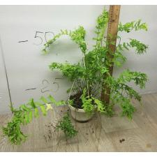 Nephrolepis falcata 'Furcans' (mutation) в горшке