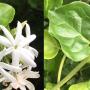 Jasminum pubescens