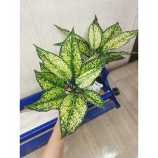 Aglaonema SP-13 Galaxy Green star