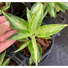 Aglaonema Elephant Ears (Dwarf)