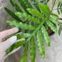 Filicium decipiens (Japanese Fern Tree