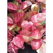 Aglaonema Chang Daeng (mutation)(No.2)