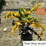 Codeium C-2 Thao thos sa pin