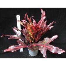 Codiaeum (T26) Red veination and black trilobe leaf 65