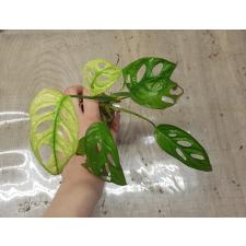 Monstera adansonii variegated Mint.2-3 s