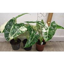 Алоказия Фридек (Белая варегатность) / alocasia frydek (white variegata)