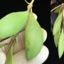 Hoya sp.439             439