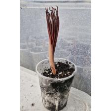 Аморфофаллус (неопределённый вид) / Amorphophallus sp Д