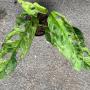 Monstera adansonii variegated (Indonesia).