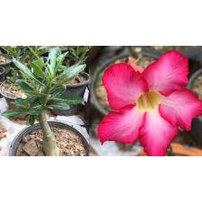Adenium obesum (seedling) 300p