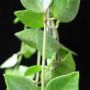 Dischidia sp.604                604