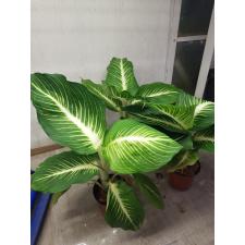 Dieffenbachia Sterling (Compact form)