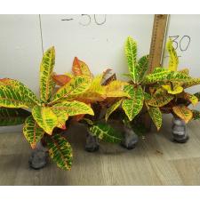 Codiaeum A15 Compact