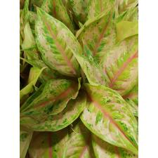 Aglaonema Prakaipet A-64