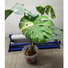 Monstera deliciosa ‘Thai Constellation pot 2 по  3100р
