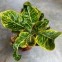 Codiaeum Krabuay Nak