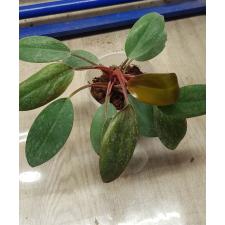 Philodendron red baron pot 750p