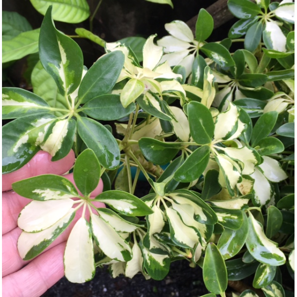 Шеффлера арборикола варегатная / Schefflera arboricola variegata