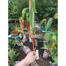 Hoya archboldiana ' Jumbo Red ' 277