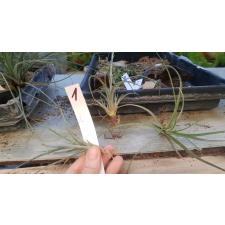 Tillandsia 1