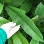 Ficus sp.(T11) 'Huay Kaew' No.3 (trilobe and narrow leaf).
