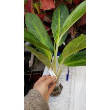 Aglaonema Katha Thong (green form 46