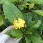 Gardenia tubifera