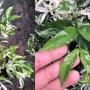 Wrightia sp. white variegated