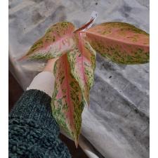 Aglaonema Lak Chai (pink form) 25