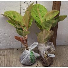  Аглаонема Анкет Голд / Гамлай Тонг / Aglaonema anklet gold/ Gamlai Thong A-87