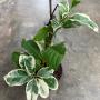 Citrus medica albomarginata
