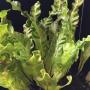 Asplenium nidus cv. Crispafolium.