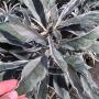 Justicia fragilis (silver variegated).