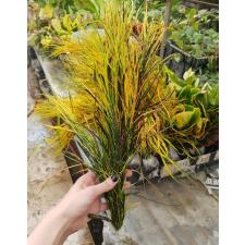 Codiaeum A59 Picasso