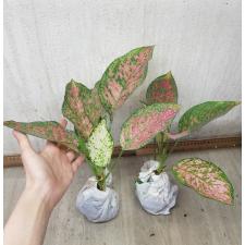 Aglaonema P-32 Look Sethi