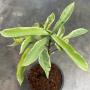 Carallia brachiata (yellow variegated)(narrow leaf).