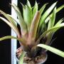 Aechmea Cavata (Bromeliad) 3