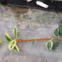Hoya australis albomarginata