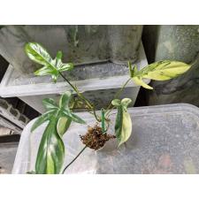 philodendron florida beauty variegated S pot 1.5" 2500p
