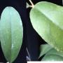 Hoya sp.789 (Limbang)           789