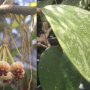 Hoya kerrii 'Spot leaf' (#854).