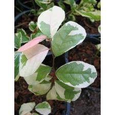 Бриделия томентоза, вариегатная / Bredelia tomentosa variegata