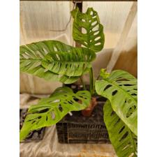 monstera acuminata 3500p