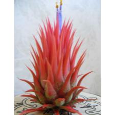 tillandsia ionantha rosita