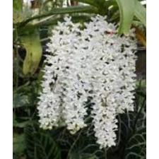 Ринхостилис ретуса, альба / Rhy. retusa, Alba