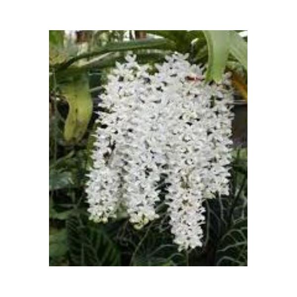 Ринхостилис ретуса, альба / Rhy. retusa, Alba