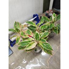Aglaonema T26 Aurora Pink
