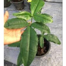Syngonium podophyllum 'Trileaf Wonder' 4 шт в горшке
